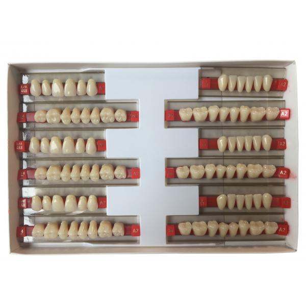 Quality Acrylic Resin Denture Teeth Set Repair Surfaces 2 Layers Super Hard Synthetic Dental Teeth for sale