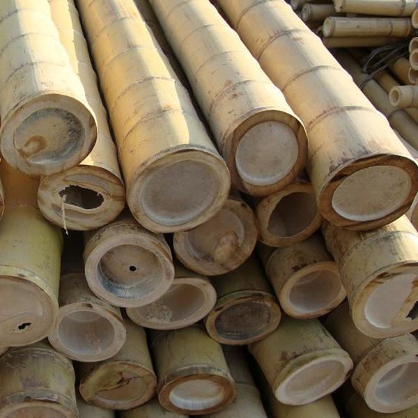 Quality Yellow Nature Raw Outdoor Bamboo Poles Dry Bamboo Poles 2m 3m 4m for sale