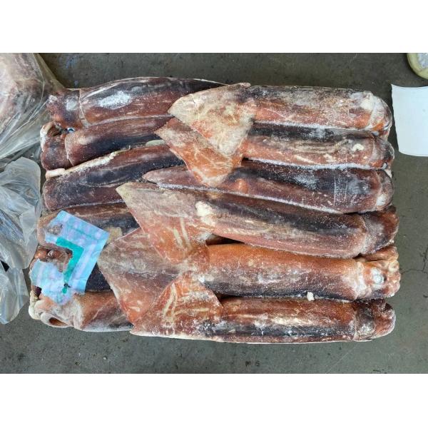 Quality BQF 200G 300G Whole Round Fresh Frozen Illex Squid for sale