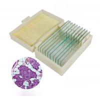 china 50 Pieces Permanent Animal Microscope Slides For Basic Science Research