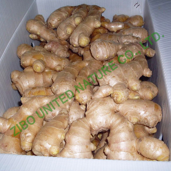 Quality new ginger, Chinese Fresh Ginger, big Ginger, carton package for sale