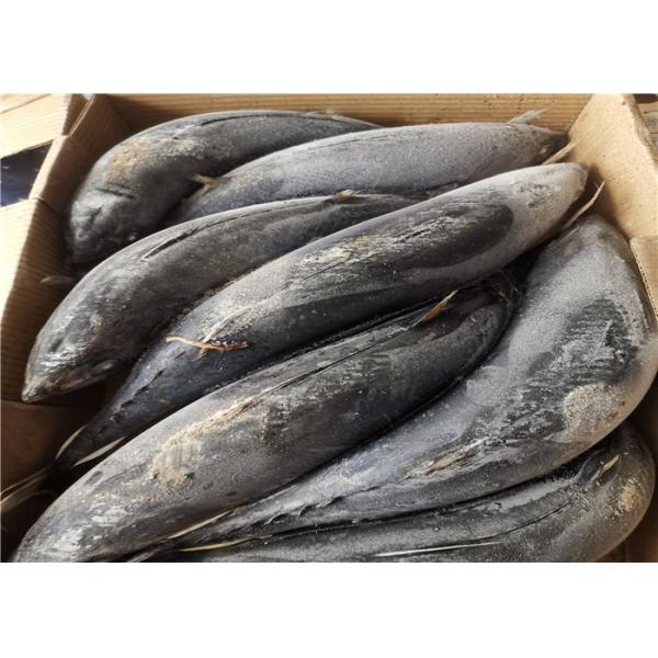Quality A Grade Healthy Frozen Skipjack Tuna For Restaurant for sale
