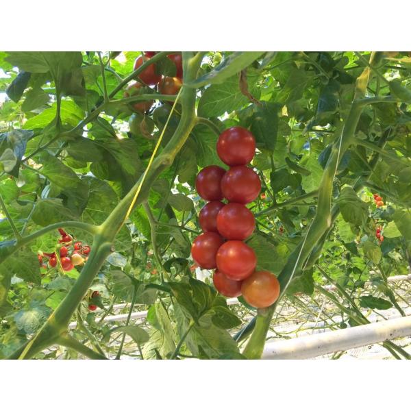 Quality High Tenacity 6000D Tomato Tying Twine , Virgin PP Baler Twine UV Treated for sale