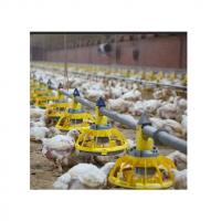 China Environment Control Animal Husbandry / Poultry Farm Equipment Automatic Feeding Chicken factory