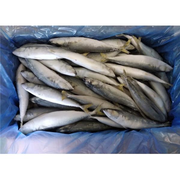 Quality High Protein 80g 100g Pacific IQF Frozen Mackerel Fish for sale
