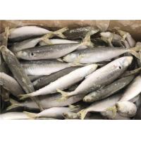 China 120g Whole Round High Protein Frozen Pacific Mackerel for sale