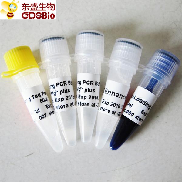 Quality Long Taq DNA Polymerase P1061 250U for sale