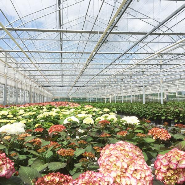 Quality 8mm Float Glass Multi Span Venlo Glass Greenhouse Top Heigh 4.5m-7.5m for sale