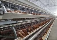 China Automatic Poultry Chicken Cages With 96 / 120 / 128 / 160 Birds Capacity factory