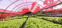 China Red Anti-UV PE Plastic Shade Net for Greenhouse factory