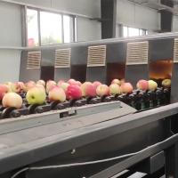 China Automatic Apple Fruit Sorting Machine 380V / 50Hz With 99.9% Accuracy factory