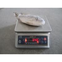 China Frozen Tilapia Whole Round Grade A size 300-500 factory
