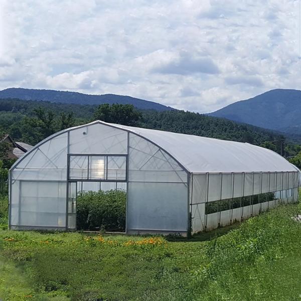 Quality Steel Frame Tunnel Plastic Greenhouse / PE Film Plastic Tomato Greenhouse for sale