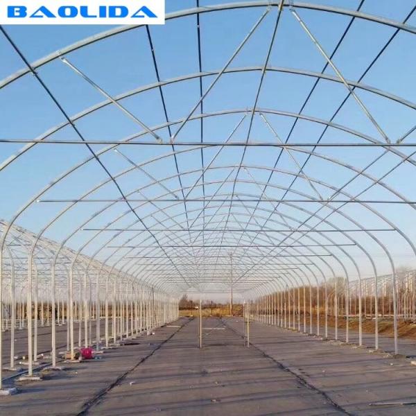 Quality Tomato Growing Naturally Ventilated Greenhouse Plastic Film Greenhouse for sale