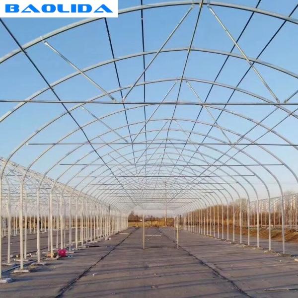 Quality Tomato Growing Naturally Ventilated Greenhouse Plastic Film Greenhouse for sale