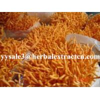 China Cordyceps Sinensis Extract,Polysaccharides 15%, Enhance immunity, Reishi Mushroom Extract ,Polysaccharides 30%, Chinese factory