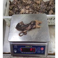 China BQF Frozen Giant Squid Head Squid Tentacles NW 60 - 120g factory