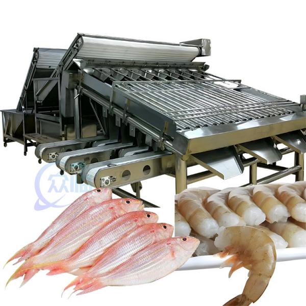 Quality ISO 1500KG Seafood Sorting Machine , Multifunctional Fish Size Sorter for sale