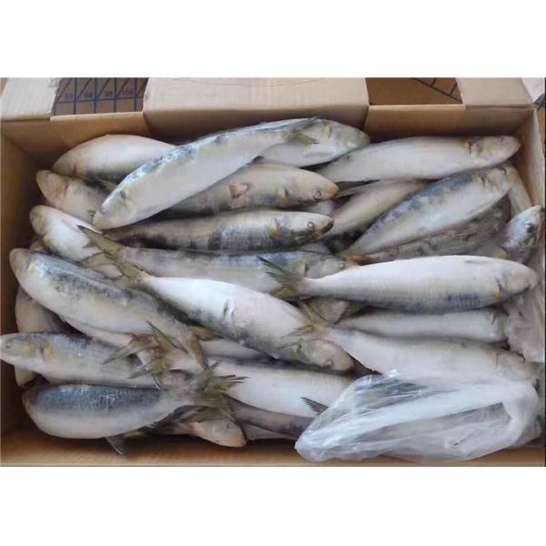 Quality Fresh 75g Sardinops Melanostictus Frozen Sardine Fish for sale