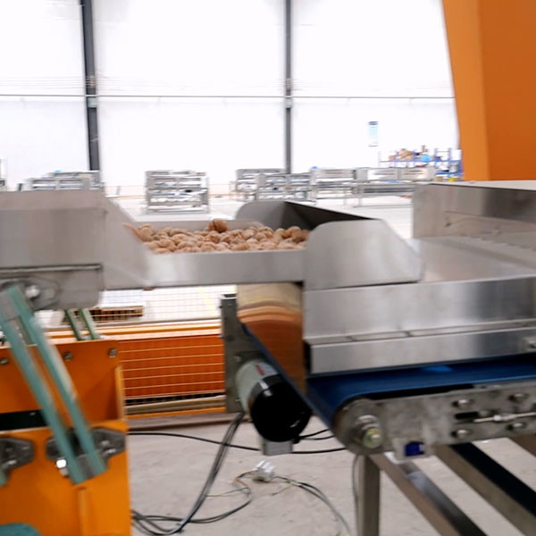 Quality Food Grade Conveyor Belts Walnut Shelling Machine 380V 2 Tons Output for sale