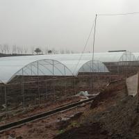 China Plastic Film Greenhouse Multi Span Rain Shelter Greenhouse For Plum Growing factory