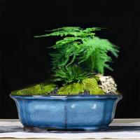 China Glazed Bonsai 30x23x10cm Blue Ceramic Indoor Plant Pots factory