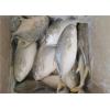 Quality Health Golden Pomfret Fish 350G Fresh Frozen Seafood For Hotel for sale