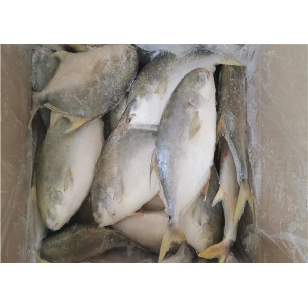 Quality Health Golden Pomfret Fish 350G Fresh Frozen Seafood For Hotel for sale