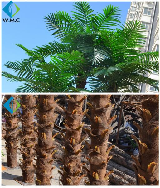 T11059 palm tree plants.jpg
