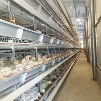 Quality SGS 30000 Birds H Type Layer Chicken Cage Battery System Q235A Steel Material for sale