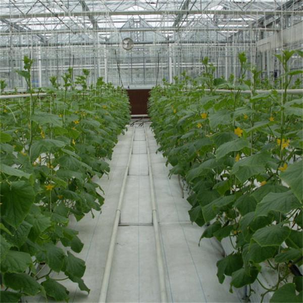Quality Multi-Span 4 Sunroom Tempered Venlo Glass Greenhouse Fully Automated Ventilation for sale