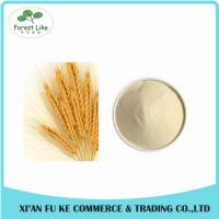 China Wheat Protein / Wheat Gluten Extract Powder Protein 80% factory