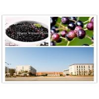 China CAS 84603 58 7 Anthocyanins Elderberry Fruit Extract factory