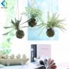 China Customized Artificial Fern Plants , 8cm Hanging Ball Type Fake Staghorn Fern factory