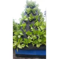 China Wholesale Factory Price Aeroponic cultivation vegetables in multispan greenhouse for sale factory
