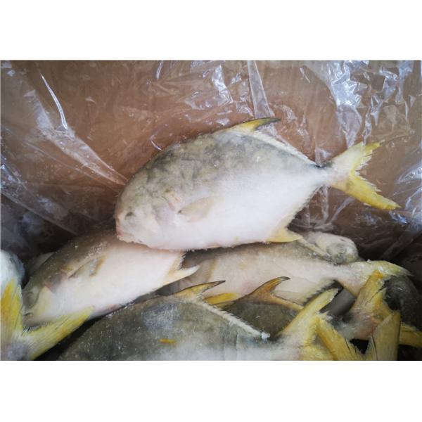 Quality 400G​ Frozen Pomfret Fish for sale