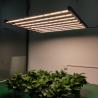 China Garden Veg Bloom 600W LED Grow Light for Horticulture Hydroponics factory