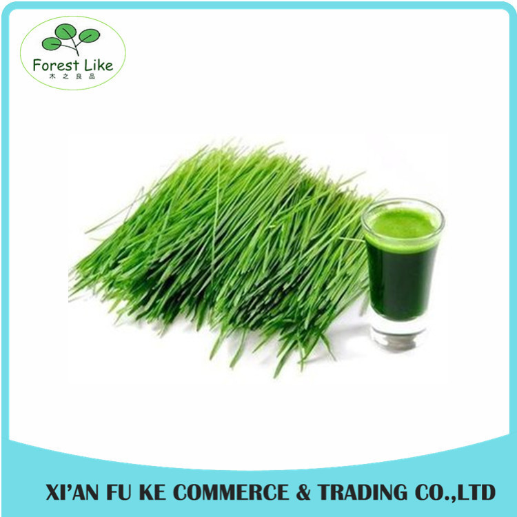 China High Quality Green barley grass juice powder factory