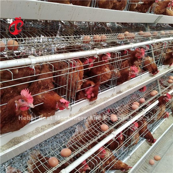 Quality Save Area Poultry Farming Cage System , 3 Tiers Commercial Chicken Cages Ada for sale