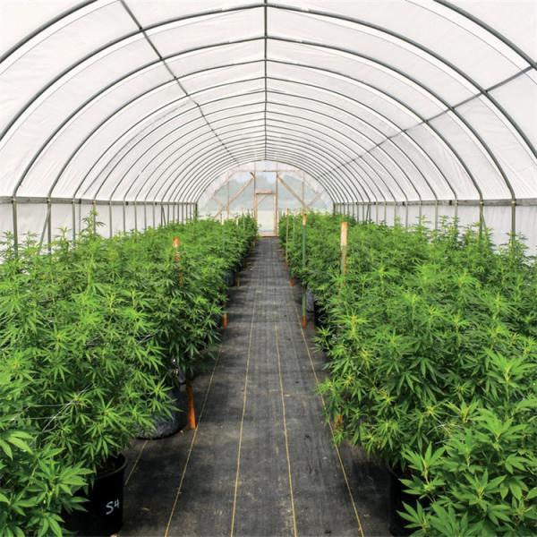 Quality Single Span Tunnel Agricultural Automated Light Deprivation Greenhouse Side for sale