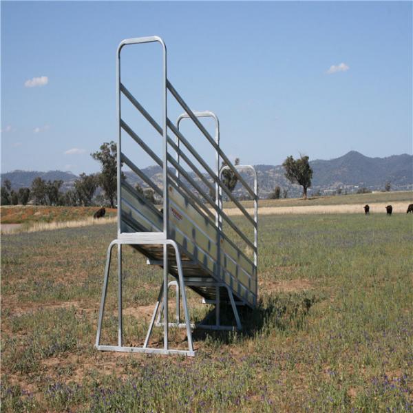 Quality Adjustable Cattle Loading Ramp 50mm X 50mm X 2.00mm Frame 1.5m Overall Height for sale