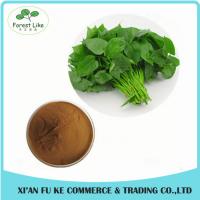 China Organic Sweet Potato Leaf Extract Powder 10:1 for improve Hunman Immunity factory