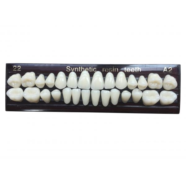 Quality Material Dental Acrylic Resin Teeth Tooth Colored Acrylic Resin Teeth For Dentures for sale
