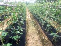 Buy cheap Vegetable Garden Agricultural Weed Block Fabric Black Plastic Ground Cover from wholesalers