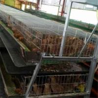 China 6 Tiers 24 Cell Quail Egg Laying Cages Anti Rust Farming use factory