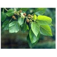 China Mulberry Leaf Extract, 1-DNJ 1%, 10：1, Chinese Manufacturer, natural reduce blood glucose, High quality factory