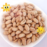 Quality Natural healthy OEM Roasted Salted Soya Bean Snacks Handpicked Vegan Beans for sale
