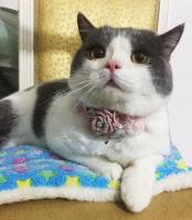 China Sweet Custom Pet Collars / Flower Cat Collar Personalized Customized Logo factory