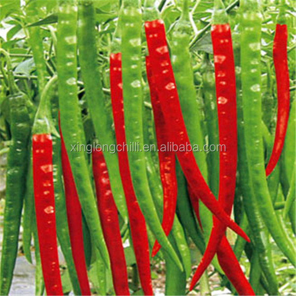 Quality 220 ASTA Sweet Paprika Pepper for sale