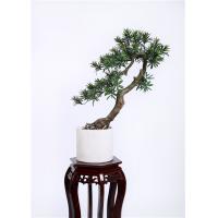China Custome Indoor Bonsai Tree , Original Bonsai Tree No Human Environment Harm factory